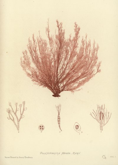 British Sea-Weed by English School
